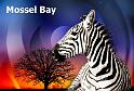 Mossel Bay (0)